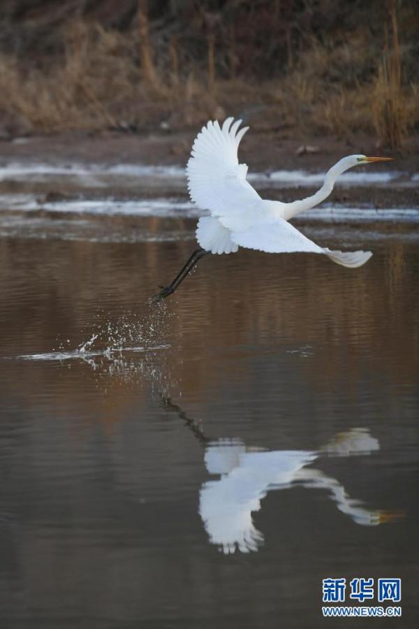磧口古鎮候鳥翩躚