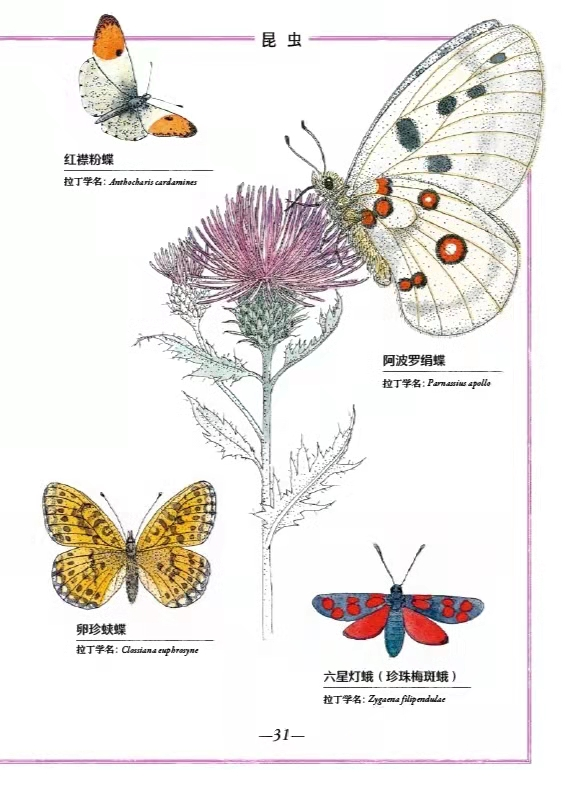 《山地生物》：用心勾勒69種物種，讓孩子像博物學家一樣看世界