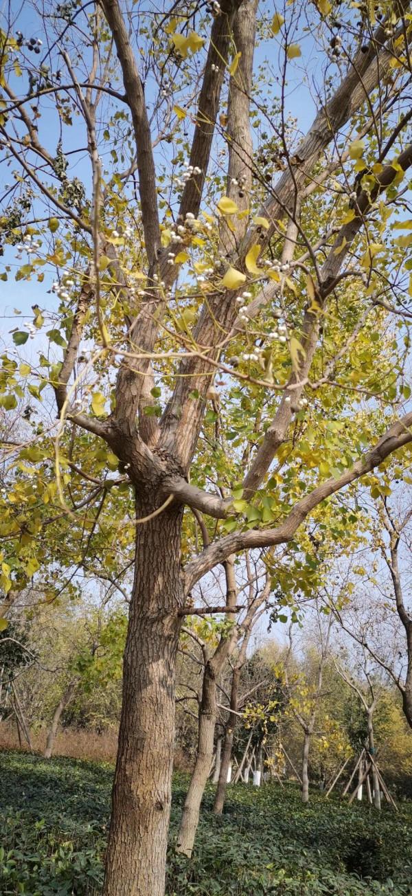 「五律」北龍湖賞秋