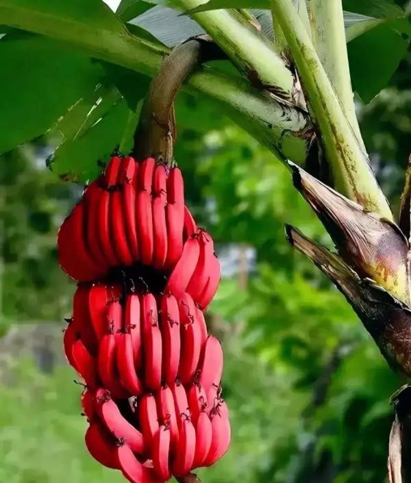 分享圖片&mdash;&mdash;罕見彩色香蕉