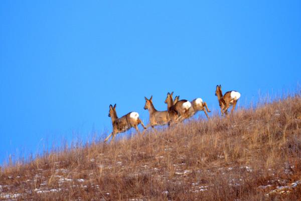 與狼謀皮,他揹著獵人投藥毒死母狼,獵人發現後與他斷地絕義 與狼謀皮,他揹著獵人投藥毒死母狼,獵人發現後與他斷地絕義