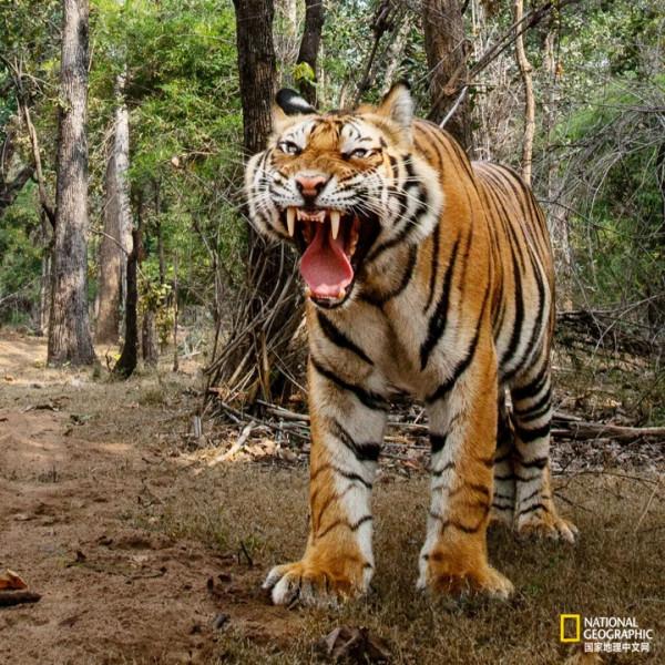 老虎不能經常洗，會掉色&lpar;shǎi&rpar;