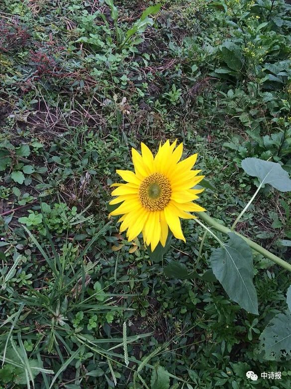 中國詩歌報臨屏詩創作八室第98期合集 中國詩歌報臨屏詩創作八室第98期合集