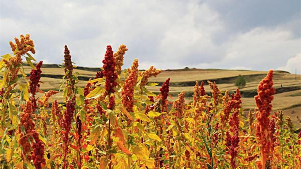 青海省名字是怎麼來的？如此低調的省份，背後到底藏了多少秘密？