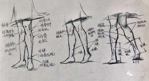 人類小腿形態研究 人類小腿形態研究