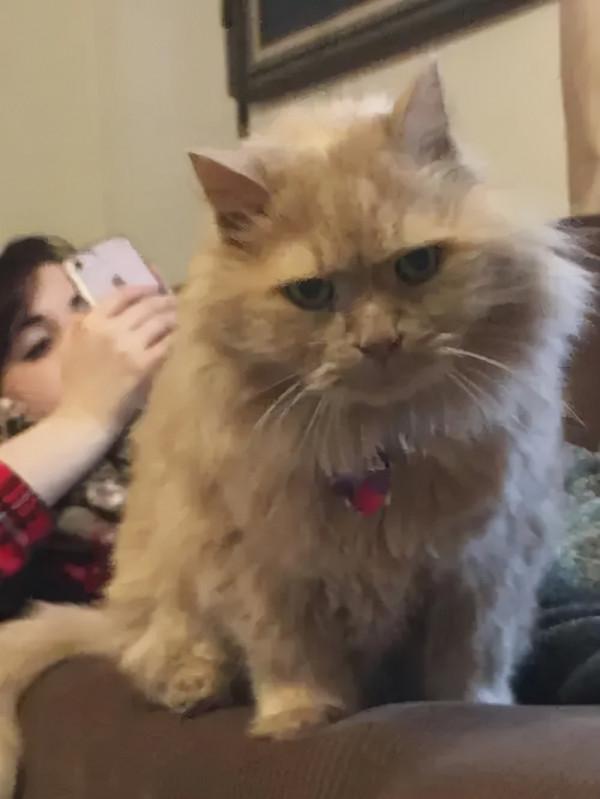 16歲的老貓遭人遺棄,在最後的時光裡,幸好遇見了那個“她” 16歲的老貓遭人遺棄,在最後的時光裡,幸好遇見了那個“她”