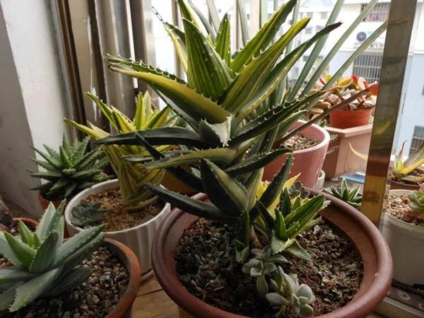 這5種花，“窮養”比“富養”更容易爆盆，別好心辦壞事