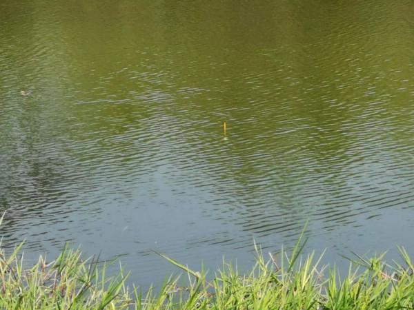 野釣時窩子裡有魚泡，久守卻無魚口，多半是這幾個原因