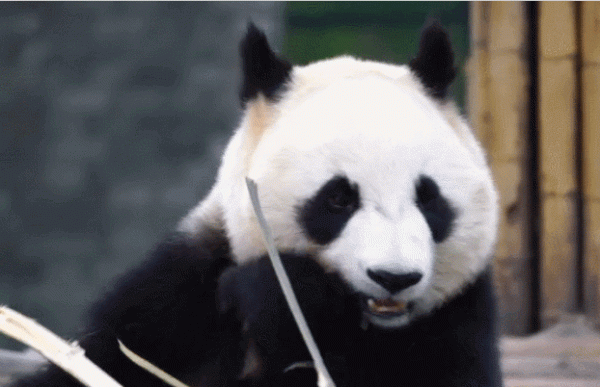 野生大熊貓增多，會跑到其他國家，變成非中國獨有物種嗎？