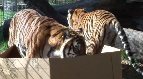 貓咪喜歡紙箱,那大貓呢?8種大型貓科動物實測,結果太可愛 貓咪喜歡紙箱,那大貓呢?8種大型貓科動物實測,結果太可愛