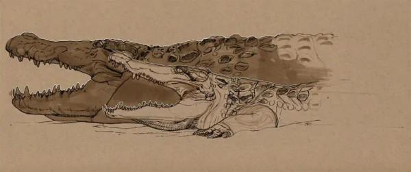 鱷魚好圖大雜燴 鱷魚好圖大雜燴