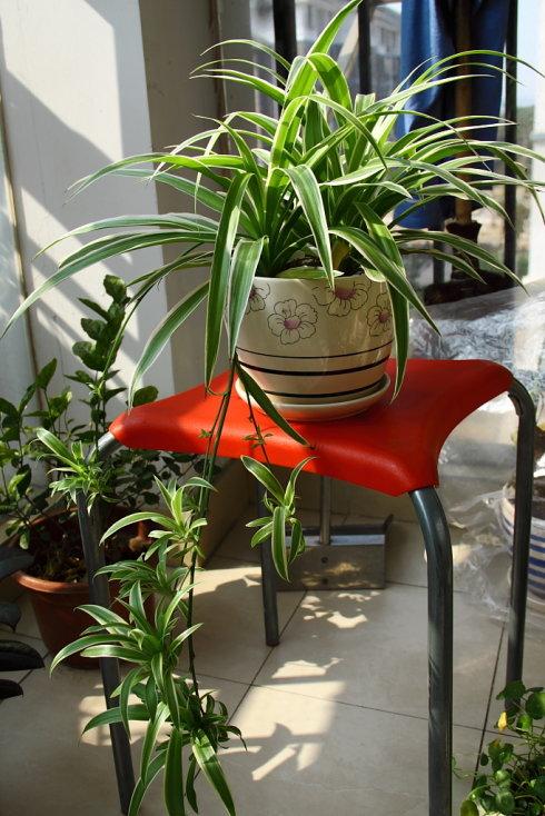 16種喜&OpenCurlyDoubleQuote;陰&rdquo;花，適合養在&OpenCurlyDoubleQuote;光照少&rdquo;的地方，光太強反而長不好