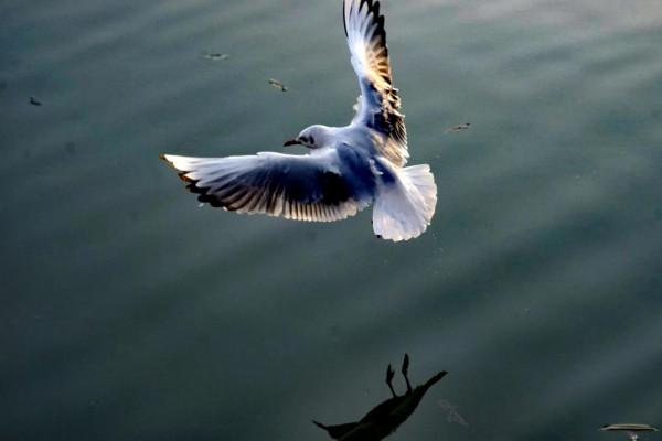 《冬日裡的鏡頭》之三：精靈鷗寶篇