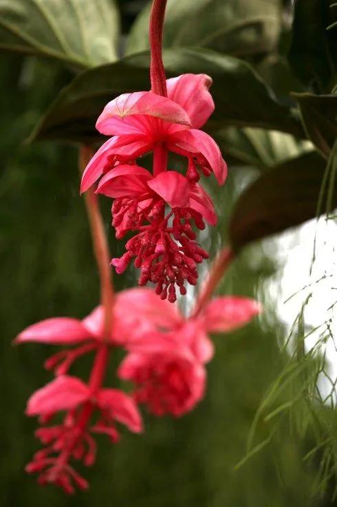 花中貴妃 寶蓮燈花