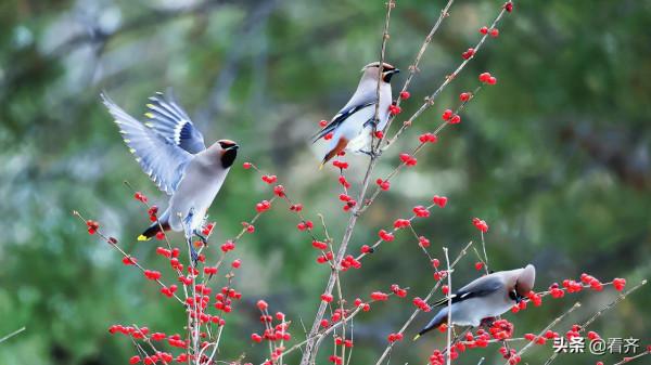 皚皚白雪冬日精靈——大批太平鳥遷徙鶴城