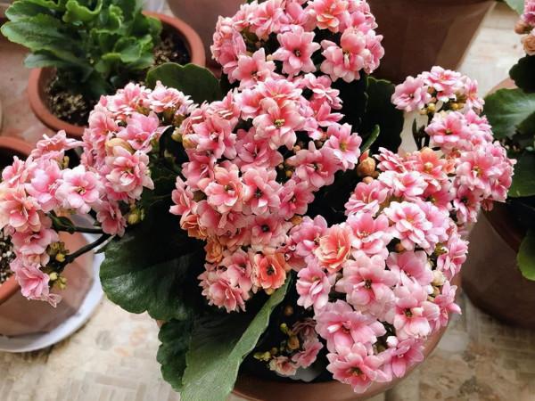 利於健康的吉祥花,建議從這12種裡面選擇,好養大氣有旺宅的寓意 利於健康的吉祥花,建議從這12種裡面選擇,好養大氣有旺宅的寓意