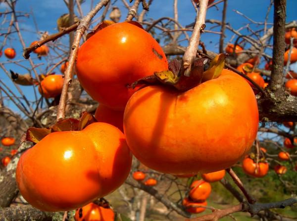 老話說“一個柿子十副藥”是什麼意思?如何正確吃柿子? 老話說“一個柿子十副藥”是什麼意思?如何正確吃柿子?