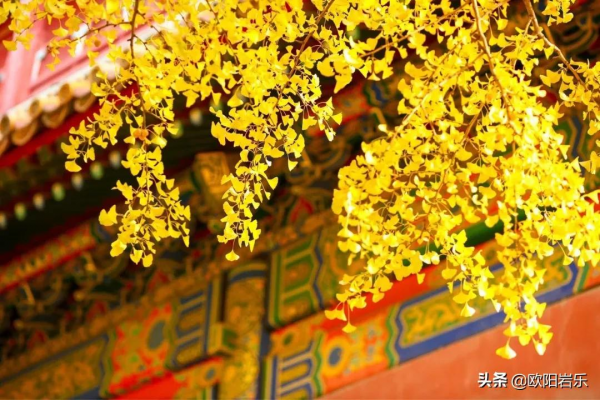 秋去秋來！中國最美的12個地方，你去過幾個？