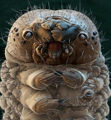 水熊蟲：生命力最頑強的動物，或許只有太陽停止燃燒它們才會滅絕