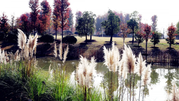 色彩斑斕!金安的這片花葉世界,又到一年中最美的時刻 色彩斑斕!金安的這片花葉世界,又到一年中最美的時刻