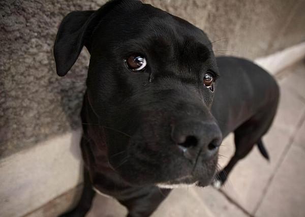 怪不得養“黑狗”的人這麼少,原來是因為這些 怪不得養“黑狗”的人這麼少,原來是因為這些