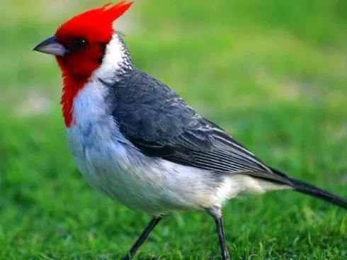 紅色鳥的圖片 紅色鳥的圖片