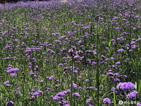 35天新疆自駕遊行程分享