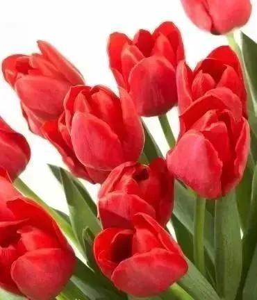 分享40多種美麗的鮮花