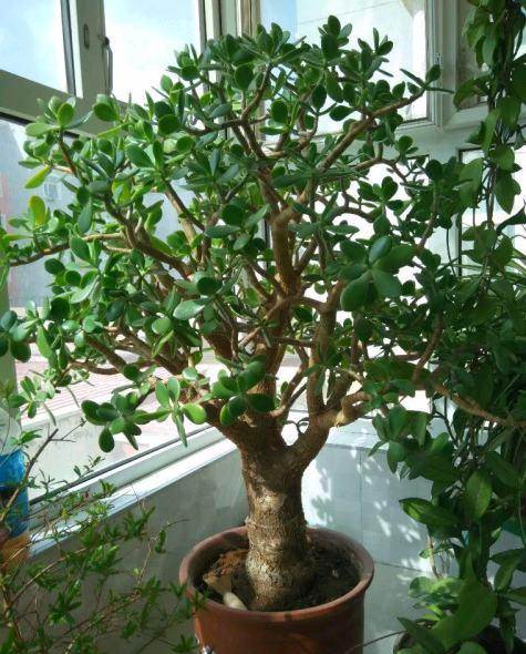 5種“漂亮花”特怕冷，低溫下澆水？凍死一片，現在保溫才關鍵