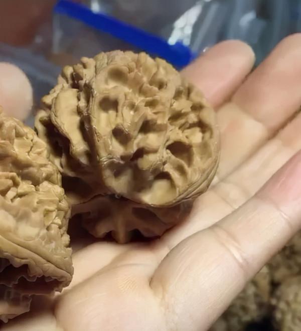 驢打滾獅子頭、野生鱘獅子頭、魚麟虎獅子頭…我就聽你接著編