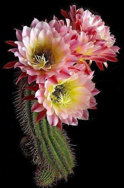 看看這些漂亮的花