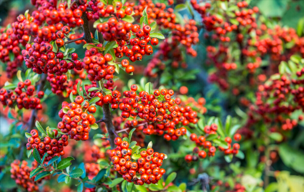 7種&OpenCurlyDoubleQuote;吉祥果&rdquo;家裡放一盆，鮮紅欲滴真可愛，喜氣洋洋顯&OpenCurlyDoubleQuote;富貴&rdquo;