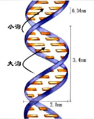 DNA的結構 DNA的結構