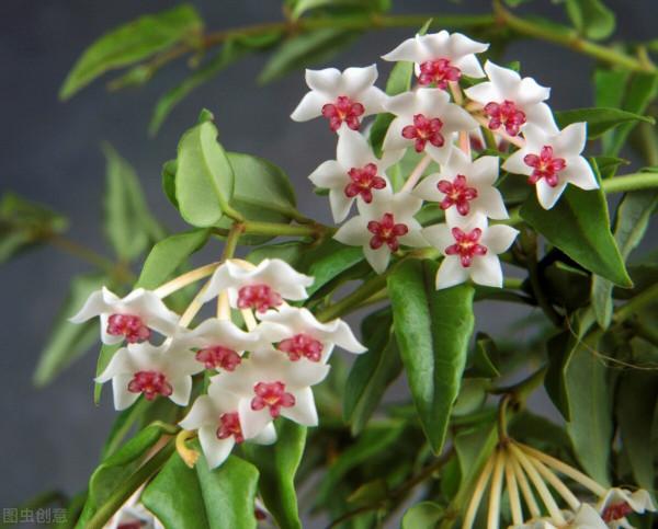 秋冬季節最容易“造假”的花草清單，購買需謹慎，擦亮眼睛