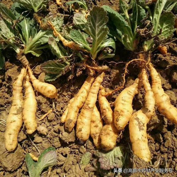 高鵬說藥材:地黃行情有望再創新高 高鵬說藥材:地黃行情有望再創新高