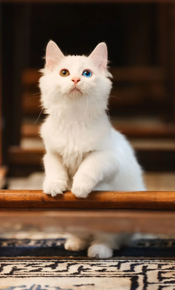 找領養&;新成員 | 你好呀,鏟屎官 找領養&;新成員 | 你好呀,鏟屎官