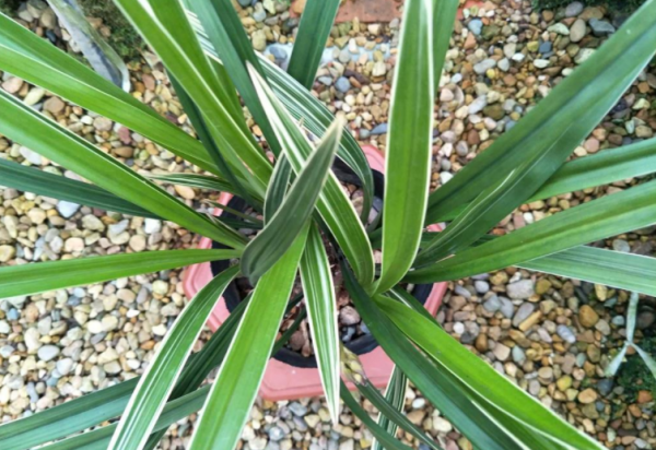 養蘭花，冬季就選黃金彩虹，開花美，香味濃郁，漂亮好活