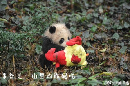 泥巴山出產泥巴大熊貓