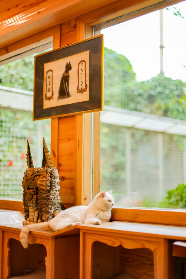 貓咪們如何才能有效防禿？