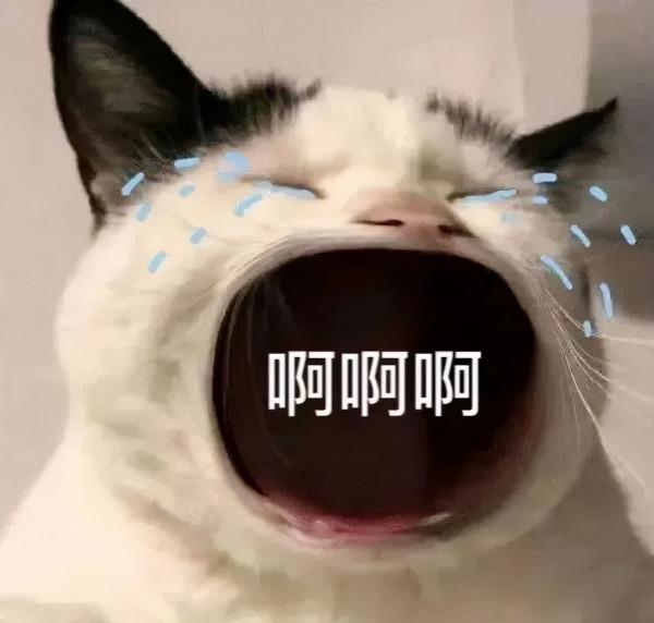 老婆養的貓好凶，我偷偷給她換隻脾氣好的，6年了她都沒發現