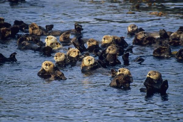 不止是一隻海獺