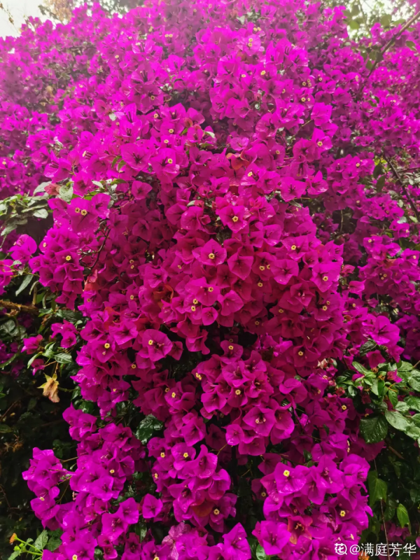 高溫環境下養花,要選對品種,可以試試這6種 高溫環境下養花,要選對品種,可以試試這6種