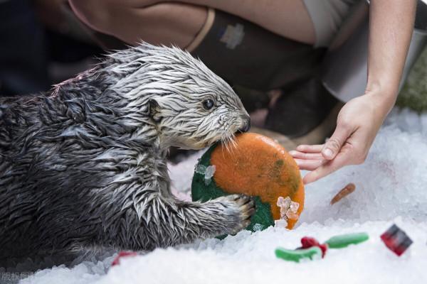 不止是一隻海獺