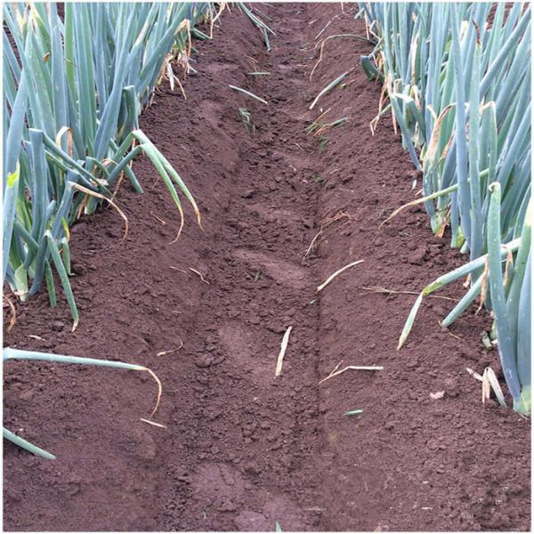 寒潮來襲！農作物應如何防寒抗凍？這三點是果樹、蔬菜防凍關鍵