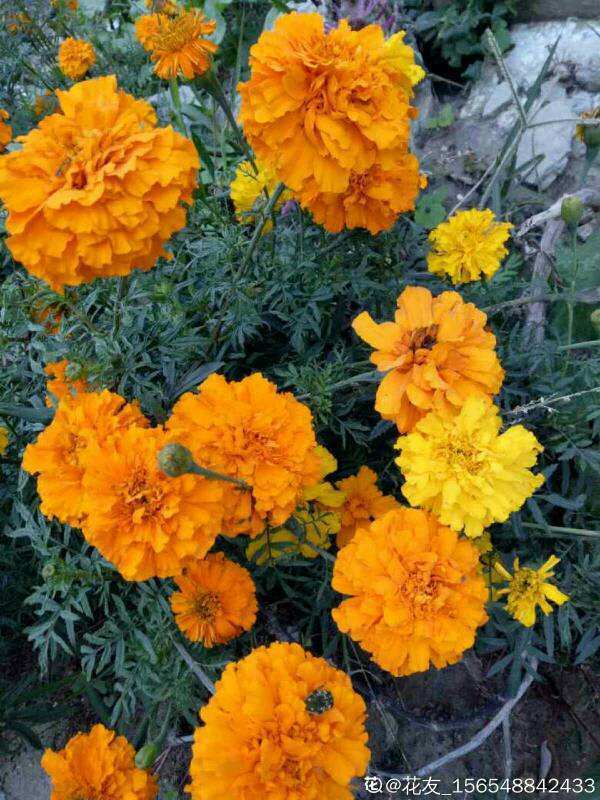 10月份開花的8種花,想下個月看開花的,不能錯過 10月份開花的8種花,想下個月看開花的,不能錯過