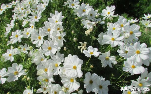 花海花田系列-波斯菊 花海花田系列-波斯菊