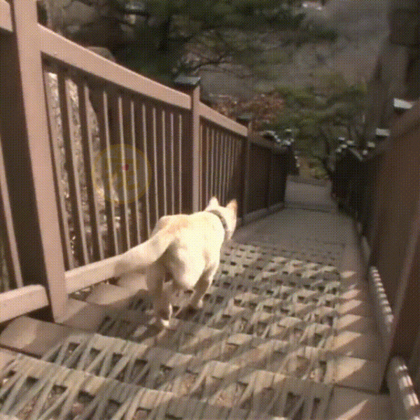 深山裡的狗媽媽，靠施捨艱難度日，為了生存它把小狗送給好心人