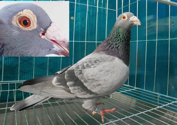 石板鴿的優勢特徵 石板鴿的優勢特徵