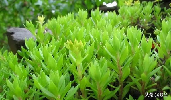 那些比草坪還美的鋪地植物