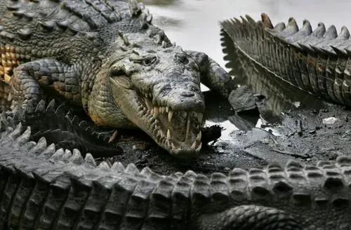 五種超強巨鱷據說曾有一次400人喪身鱷口，世界最大鱷魚有多大？